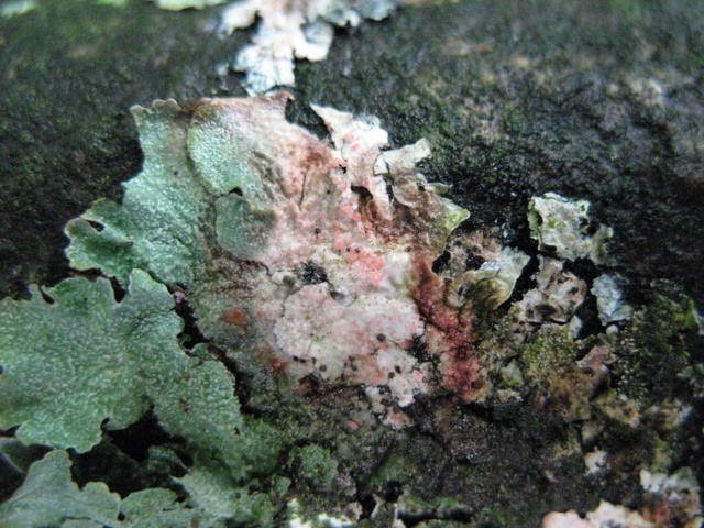 Una Riserva forestiera pi� settentrionale